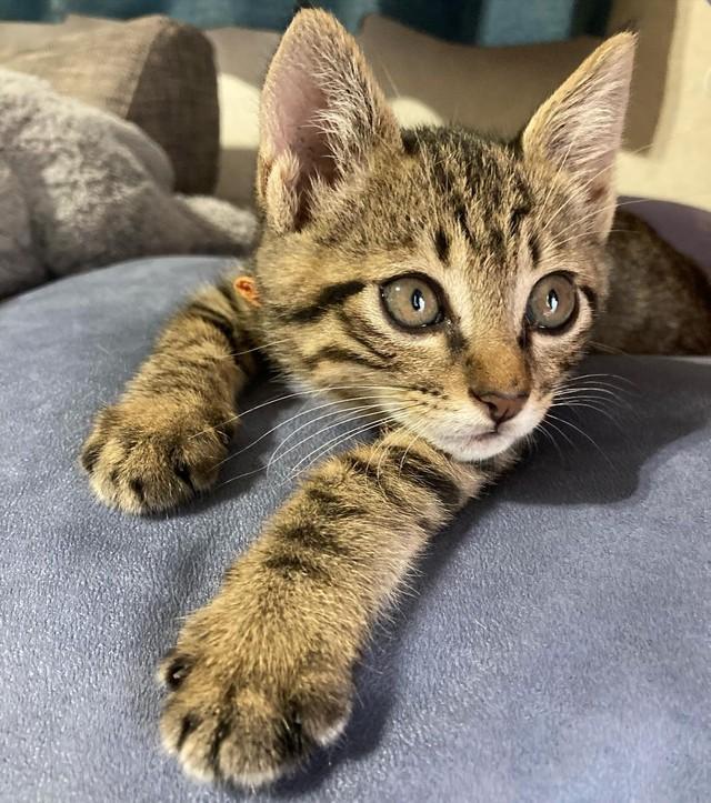 この可愛い顔にひとめぼれ