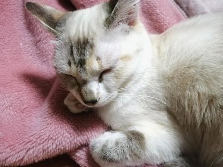 眠る子猫の頃の氷花ちゃん。どんな夢を見てるのかな？