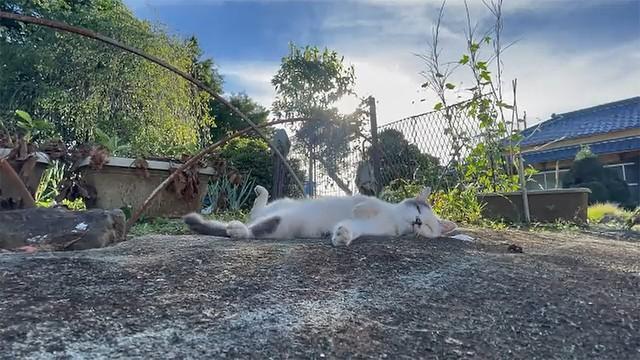 夏の庭で午睡を楽しむ猫さんが尊い…「永遠に見てられる」「懐かしくて…なんだか泣けてくる」