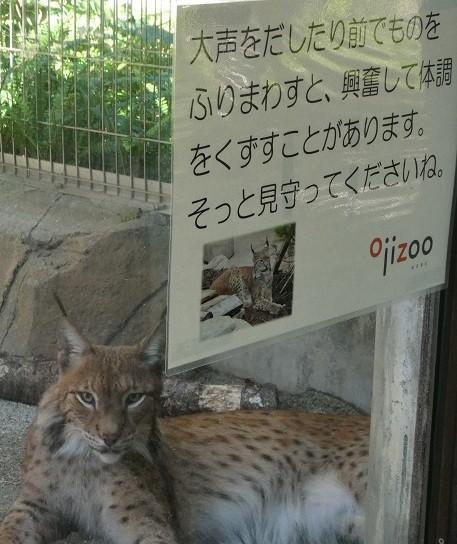 ネコだけどペットじゃないので！「かまいすぎず見守って」動物園のネコ科動物舎の掲示に込められた深い理由