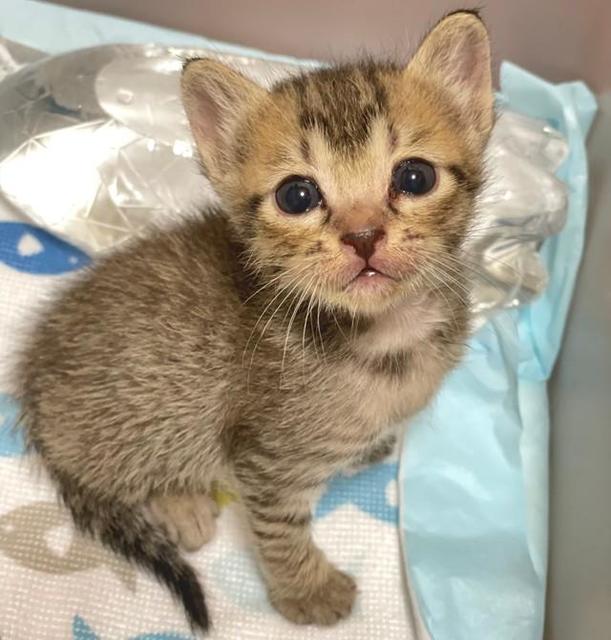 大雨の住宅街で鳴き声が　道路の端でびしょ濡れになった子猫を初めて保護、小さな命を救った！