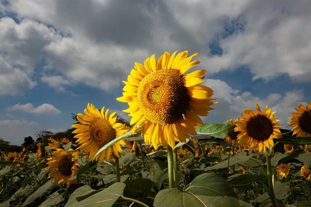  夏を象徴する花、ヒマワリ(faula/stock.adobe.com)