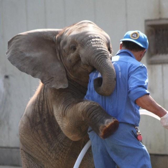 重量級のゾウからのLOVEに癒やされる！「自分史上、一番お気に入りのハグ写真」で動物園・水族館にエール