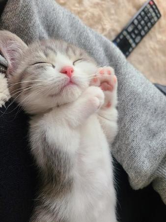 短いお手手を上げてピンク色の肉球を披露しながら仰向けに寝る子猫の姿がTwitter上で話題に（提供写真）