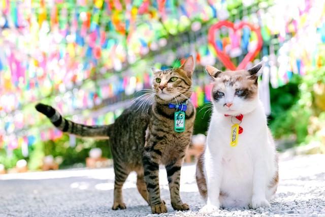 「風鈴トンネルで待ってるニャ」…涼しげな風鈴の音色と、人なつこい猫たちが参拝客を癒してくれる寺