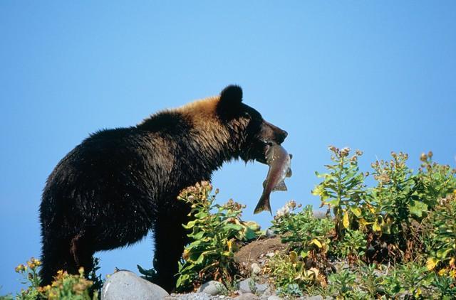 北海道・知床で、カラフトマスを捕らえたヒグマ(愛 高行/stock.adobe.com)