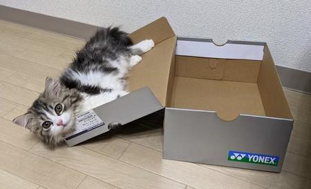 箱のふたの方が好きなまるちゃん＝スコまる。さん(@sucomaru0522)提供