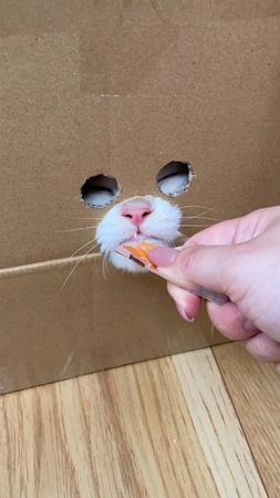 段ボール越しにちゅーるをおいしそうに食べる猫ちゃんの姿が「覆面レスラー」みたいだとTwitter上で話題になった（提供写真）
