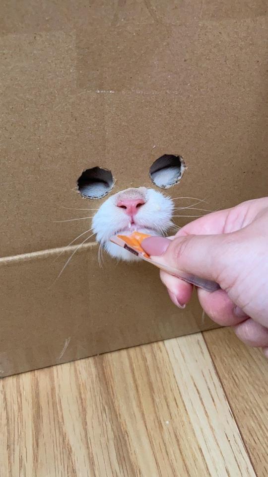 段ボール越しにちゅーるをおいしそうに食べる猫ちゃんの姿が「覆面レスラー」みたいだとTwitter上で話題になった（提供写真）
