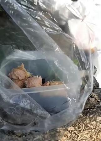高知市内のごみステーションで8月下旬、生後間もない子猫4匹がビニール袋に入れられて捨てられていた（NPO法人アニマルサポート高知家さん提供・Facebook動画よりキャプチャ撮影）