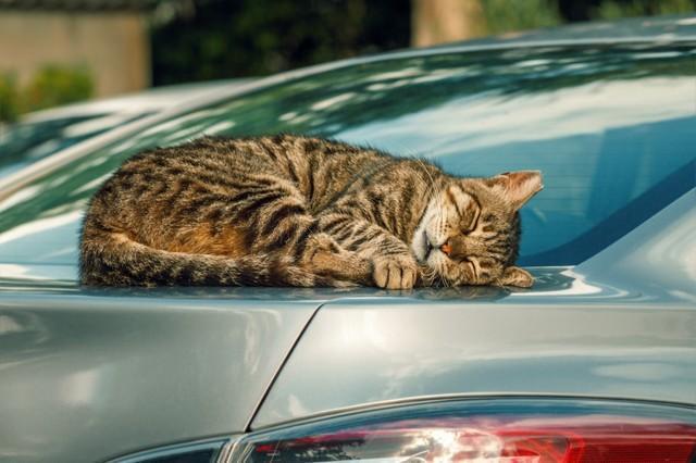 「餌やりをしていた野良猫が、隣の家の車を傷つけた」…これって弁償しないといけないの？　弁護士に聞いた