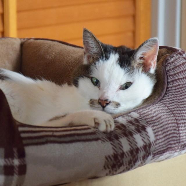 どこか子猫の面影が残っているごにゃちゃん