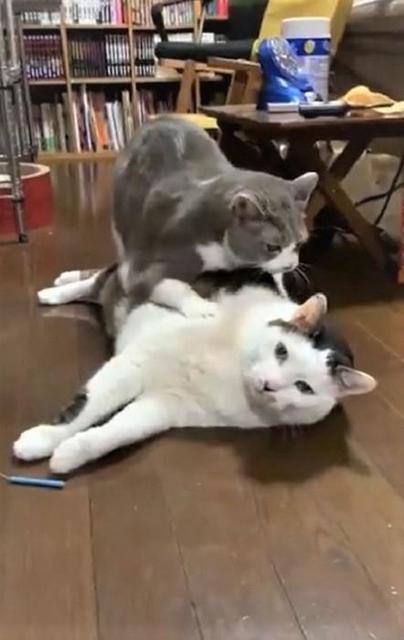 猫が猫をフミフミ なされるがまま寝ちゃう猫に 無抵抗w 逃げなくて笑います ライフ 社会総合 デイリースポーツ Online