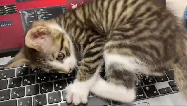 ノートパソコンのキーボード上で暴れる子猫の動画がTwitter上で「かわい過ぎる」と話題になった（まきのさん提供、Twitter動画よりキャプチャ撮影）
