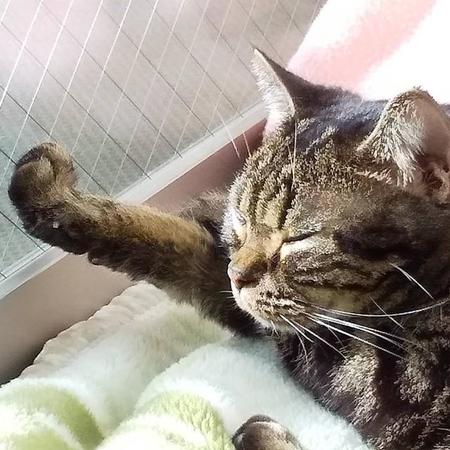 腕の中に入ってきた弱々しい子猫　「蝶よ、花よ」と育てられ、我が強いワガママ猫に