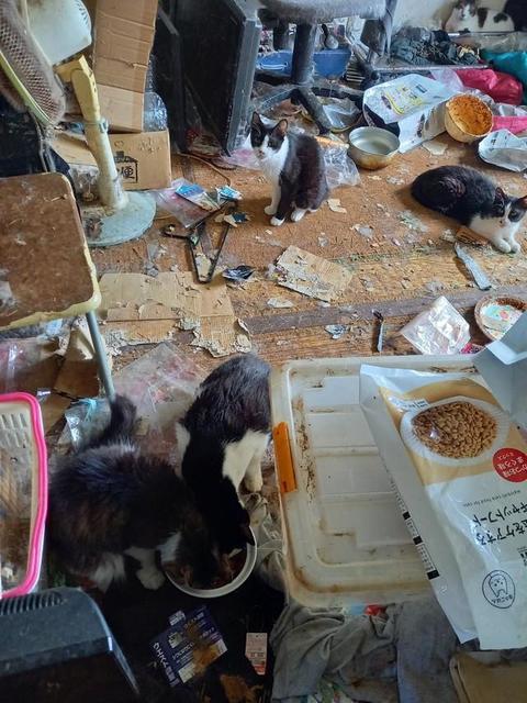 猫10匹を置き去りにし飼い主が引っ越し…室内は“ごみ屋敷”　ひどい悪臭と暑さの中、ボランティアが保護し里親募る