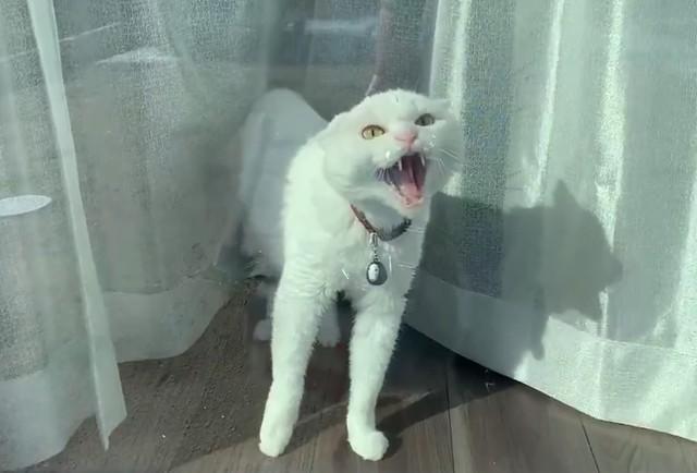 飼い主さんが窓越しに名前を呼ぶと、歯をむき出して怒る猫がTwitter上で話題いなった（ハク様の飼い主さん提供・Twitter動画よりキャプチャ撮影）