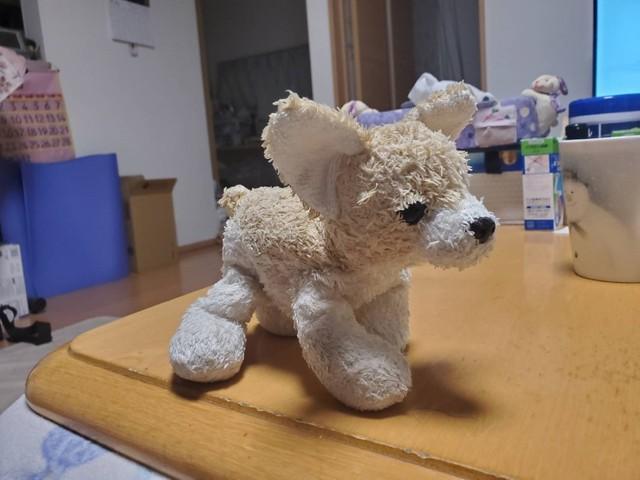 殺害当時７歳の加藤春花さんが大切にしていた犬のぬいぐるみ。証拠品として警察に押収されたが、今年、遺族の元に戻った（撮影・小川泰平）