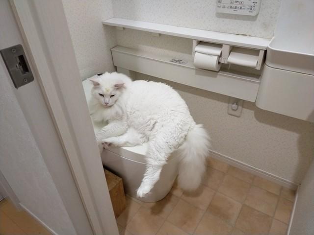 トイレを占領する猫「おしっこ漏れそう！？」　「どいて～」奮闘する3歳児に「かわいすぎるふたりw」