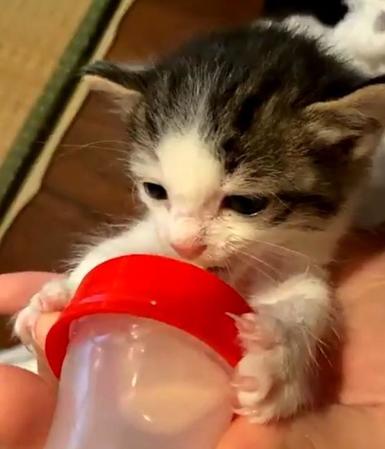 哺乳瓶を小さな“お手手”で持ってひたすらちゅぱちゅぱと音を立てながらミルクを飲む子猫がTwitter上で話題に（のぐさん提供、Twitterよりキャプチャ撮影）