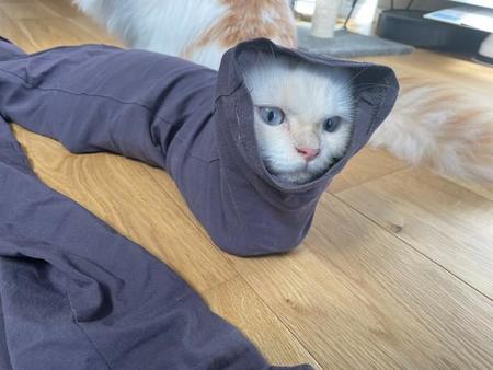 ズボンの中に入り込む猫ちゃんが「ナゾの生き物」などとTwitter上で話題になった（提供写真）