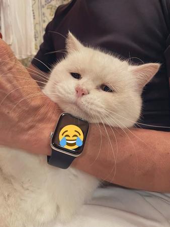 爪を切られながらしょぼんとした表情を浮かべる猫ちゃんの写真が、切なすぎて「可愛い」とTwitter上で話題に（提供写真）