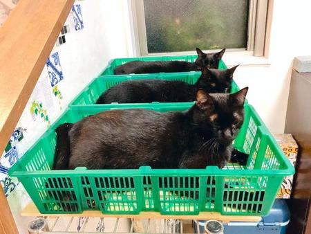 家に出荷してほしい-カゴの中でシンクロする3匹の黒猫さんたち＝猫野四季＊（@kgrmnk）さん提供