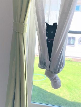カーテンの結び目に乗っかる黒猫の投稿写真が30万超のいいねが付くなどTwitter上で話題になった（提供写真）