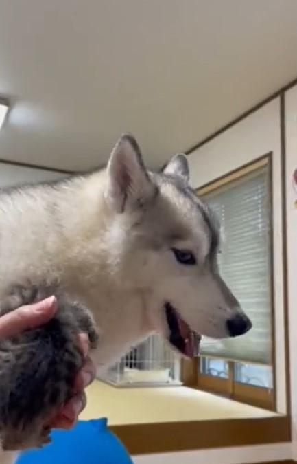 猫の鳴き声に合わせてアウアウと鳴くハスキー犬の動画がTwitter上で話題になった（かもしかさん提供、Twitterよりキャプチャ撮影）