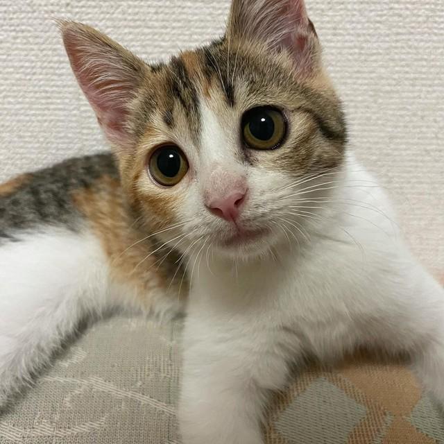 子猫を追っていたら、知らないお宅の車の中へ、家の中へ！　放っておけなかった、おてんばな“我が子”　