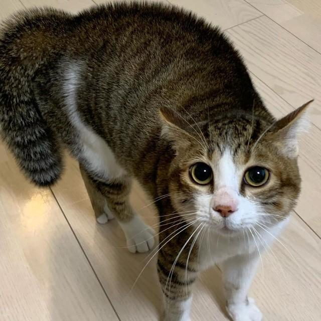 ペットロスでもう飼わないと決めていたが…捨て猫と運命の出会い　「猫のいない生活は考えられない」