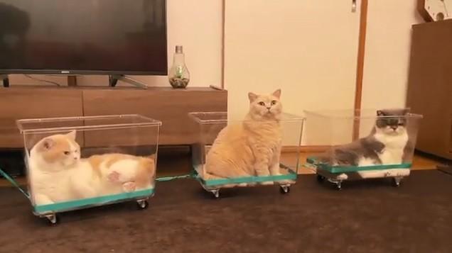 飼い主が自作した“電車”でくつろぐニャンズが話題　「いつまでも見ていられる」無限列車とはこのことか