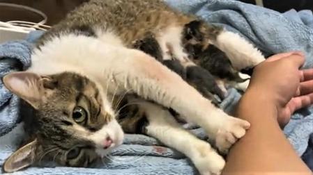 子猫に授乳しながら飼い主さんの腕をモミモミする母猫の動画が話題になった（「デグハヤ バイク選手」さん提供、Twitterよりキャプチャ撮影）
