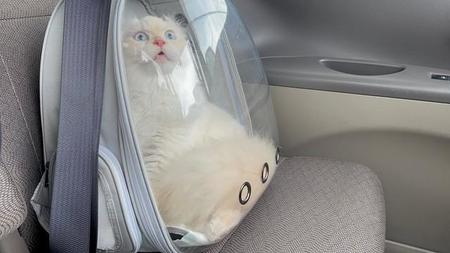 病院に連れて行かれることに気付いて驚くような表情を浮かべる子猫の姿がTwitter上で話題に（提供写真）