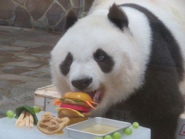 パンダが「ハンバーガーセット」食べてる!?　渾身の贈り物は“パティシエ飼育員”のひらめきと優しさに満ちていた