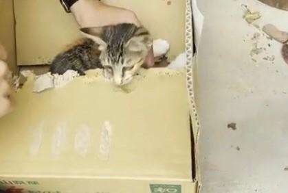 「家においておけない」段ボール箱に手紙、保護した子猫をボランティア団体の施設前に遺棄「身勝手過ぎる行為」