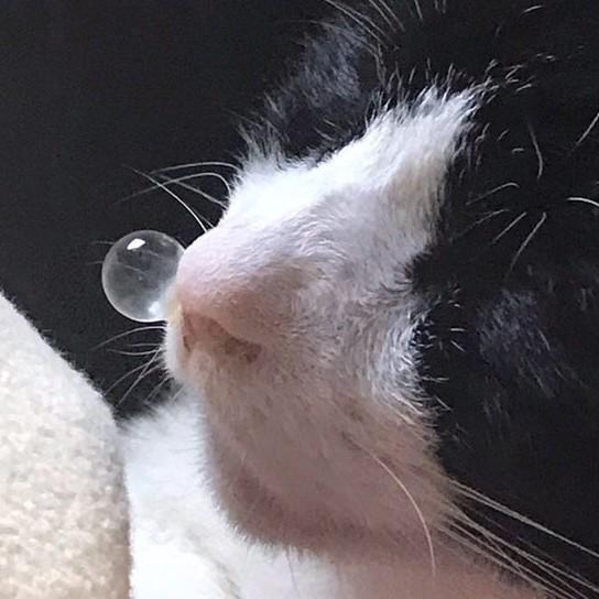 見事な鼻ちょうちんを披露したハチワレ猫がTwitter上で話題を集めた（提供写真）