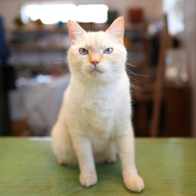 つゆ。淡いクリームと茶色の毛並みが美しい笹かま猫。梅雨どき生まれなので「つゆ」という名に