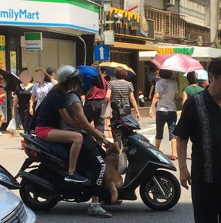 バイクでお出かけする犬（撮影：Coco）