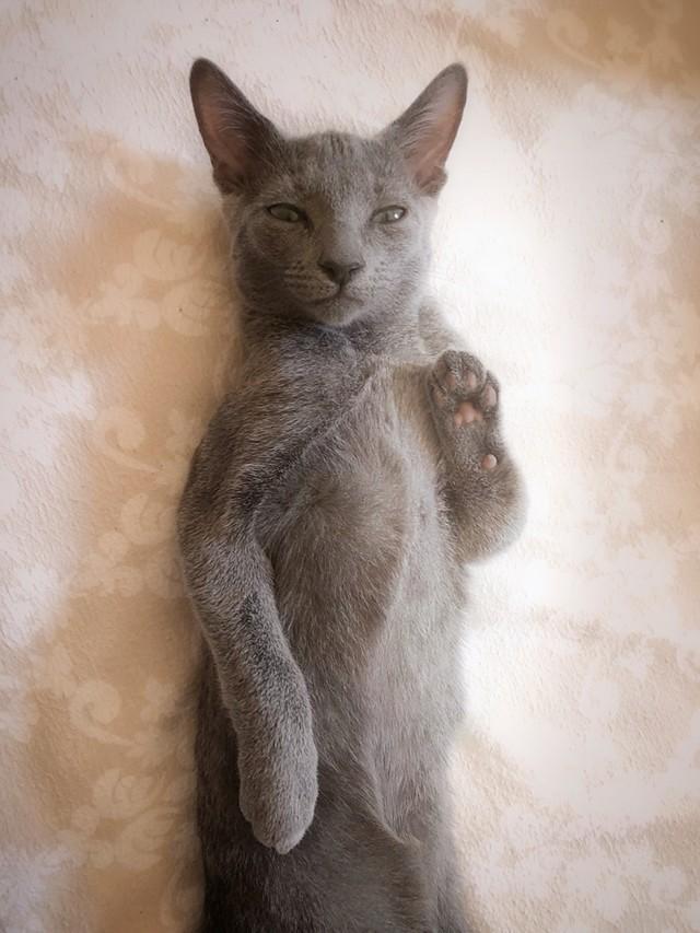 「うちのネコが悟りを開かれた。」と、飼い主のririさんがTwitter上に投稿した愛猫の写真が「神々しい」と話題になった（提供写真）
