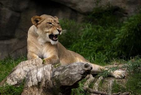 アメリカでは動物への新型コロナワクチンの接種が始まっている（adam brinkmann/EyeEm/stock.adobe.com）