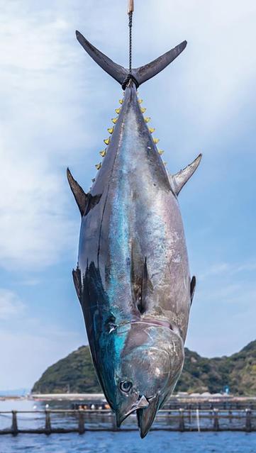 「一度食べたら忘れられない」!?日本の漁業が生んだ奇跡　宇和島育ち・冷凍処理ナシの「だてまぐろ」を実食ルポ