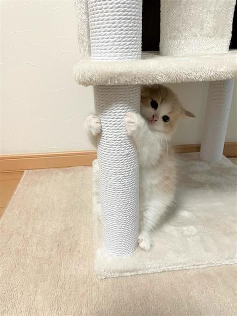「地震がきたらこうやって」キャットタワーに　柱に抱きつく子猫がまるで「避難訓練してる」と話題