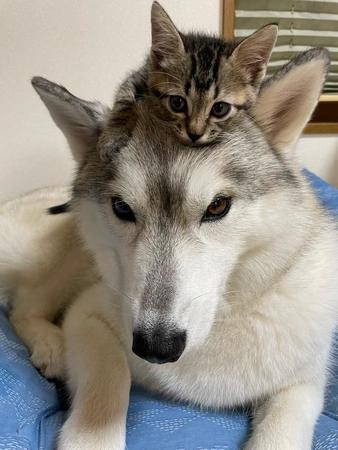 ハスキー犬の頭の上に乗っかる子猫が癒やされるとTwitter上で話題になった（提供写真）