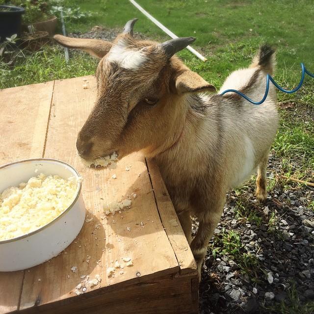 ヤギを飼えば心が癒されるってホント？（シャリさん提供）