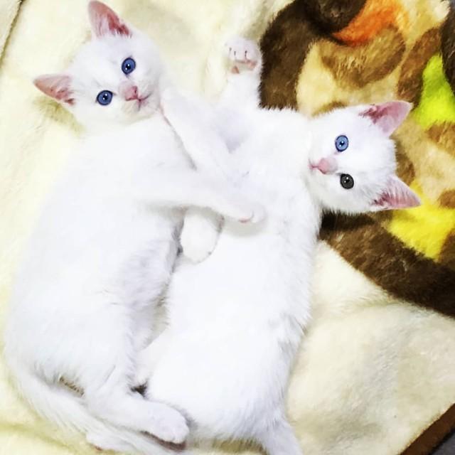 猫を飼おうと探していたら偶然現れた真っ白な兄妹猫　初めての多頭飼いは不安だったが、見ているだけで幸せに