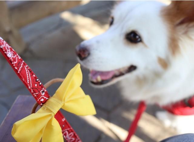 イエローリボンは、犬が苦手だったり、怖がりだったり、あるいは病気やけがなどさまざまな理由から「近づかないでね」というメッセージが込められた目印（提供写真）