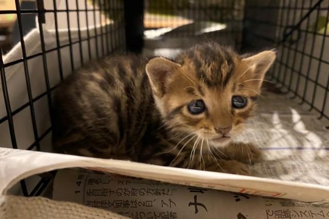 天井裏から子猫の鳴き声　家の壁に穴を開け、捜索のプロが救出！キジトラ一家の家族となる