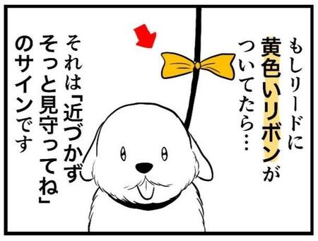 お散歩で会ったワンちゃんに、黄色いリボンが付いていたら「そっと見守ってね」のサインです