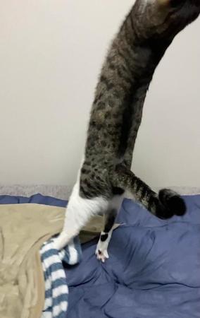 体が伸び過ぎてフレームアウトした猫が「伸びすぎやろ」とTwitter上で話題を集めた（提供写真）